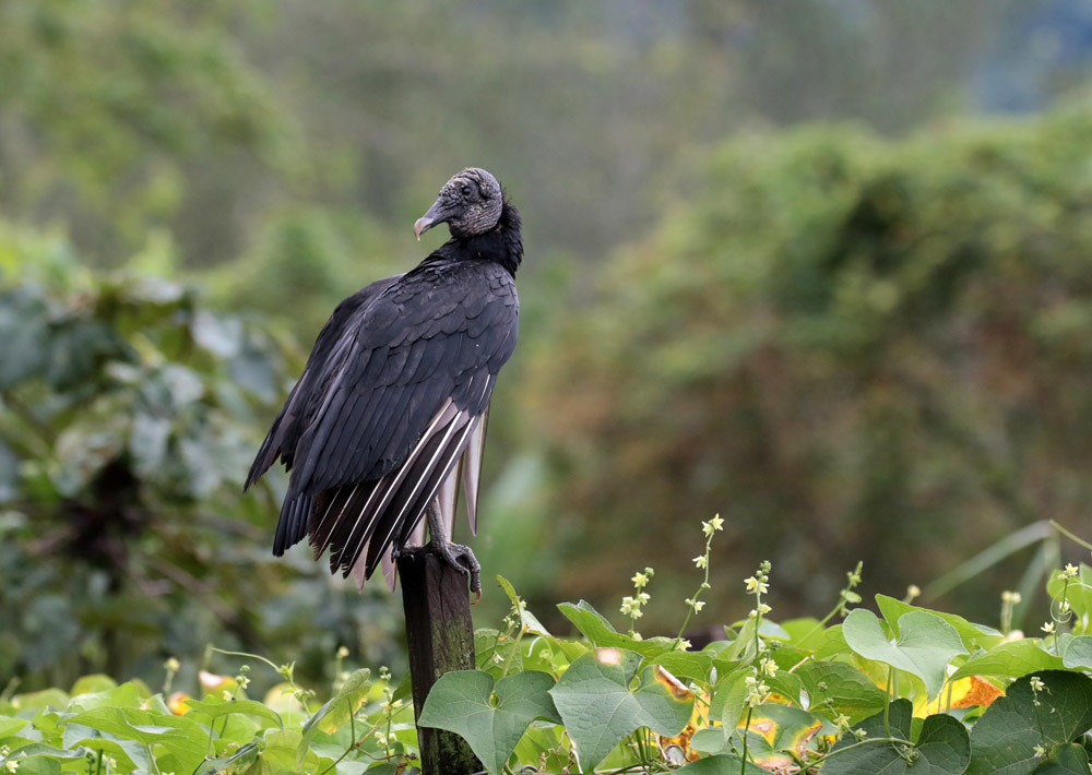 Black Vulture